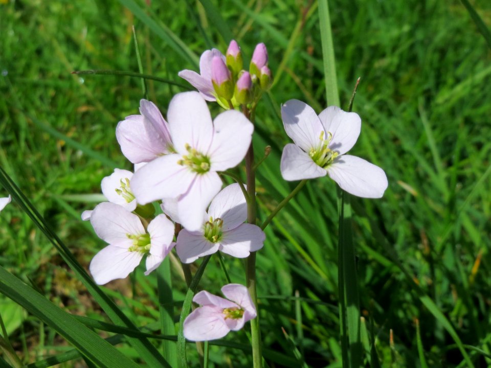 20150413Cardamine_pratensis2