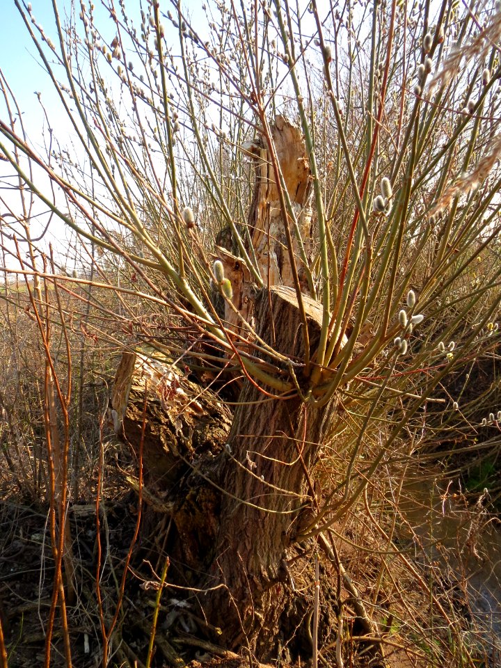 20150316Salix_caprea03
