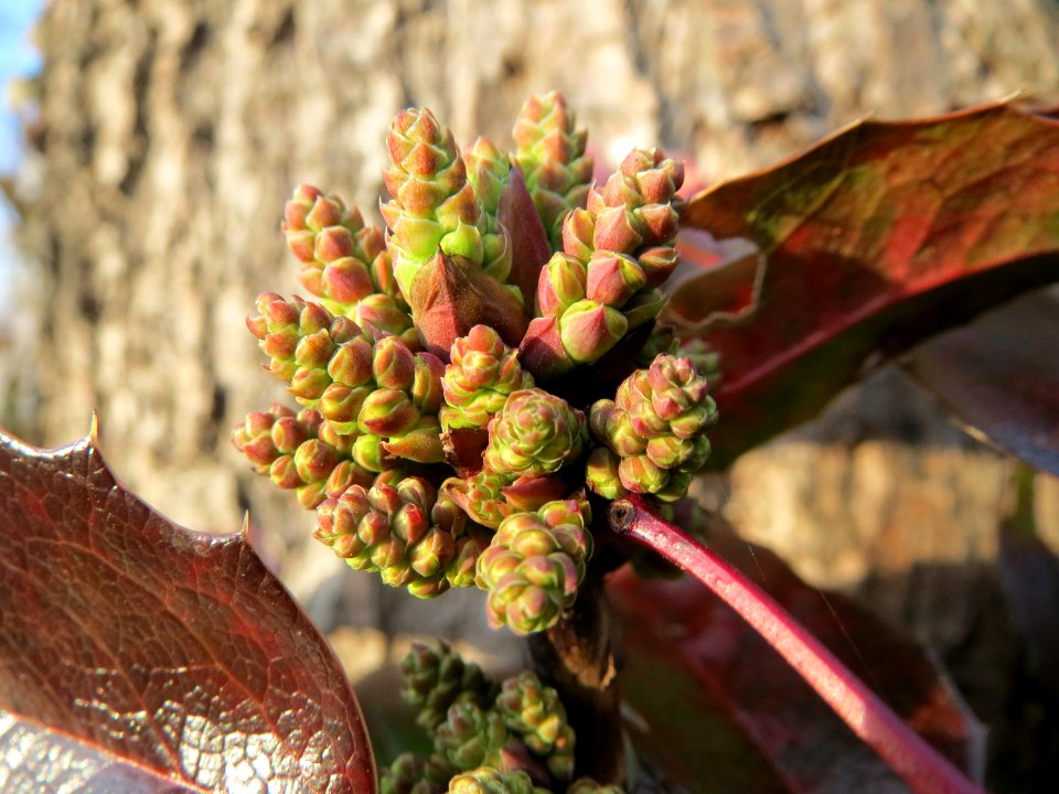 20150307Mahonia_aquifolium