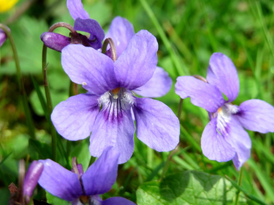 20150412Viola_odorata3