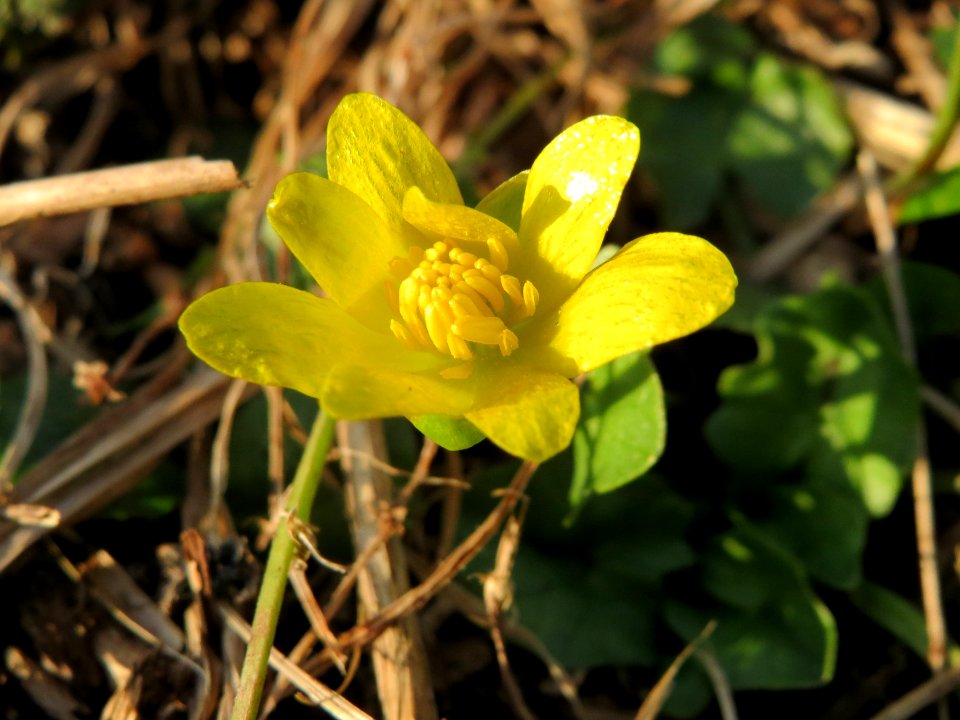 20150317Ficaria_verna1