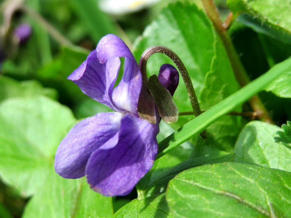 20150412Viola_odorata2