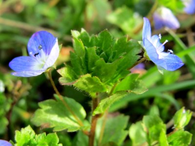 20150316Veronica_persica3