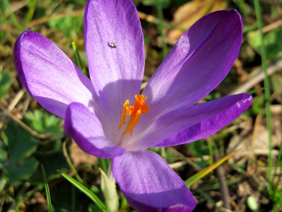 20150317Crocus_tommasinianus