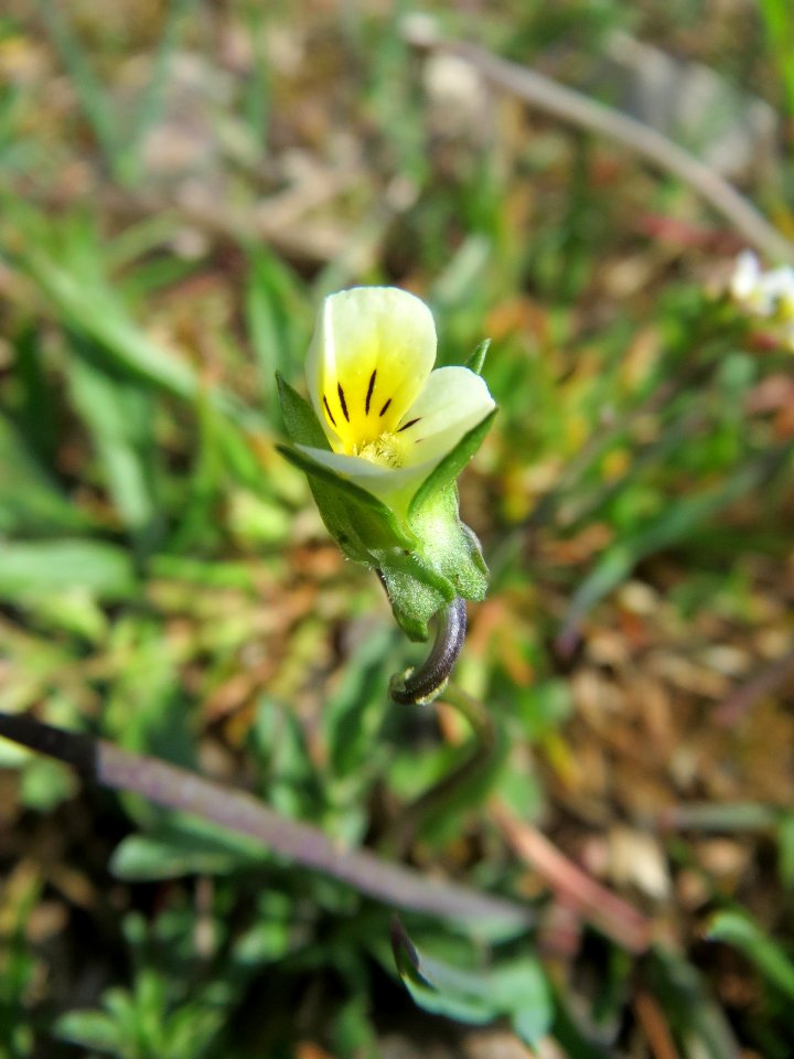 20150412Viola_arvensis1