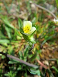 20150412Viola_arvensis1