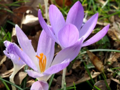 20150307Crocus_tommasinianus5