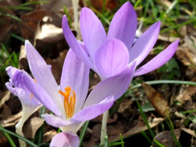 20150307Crocus_tommasinianus5 photo