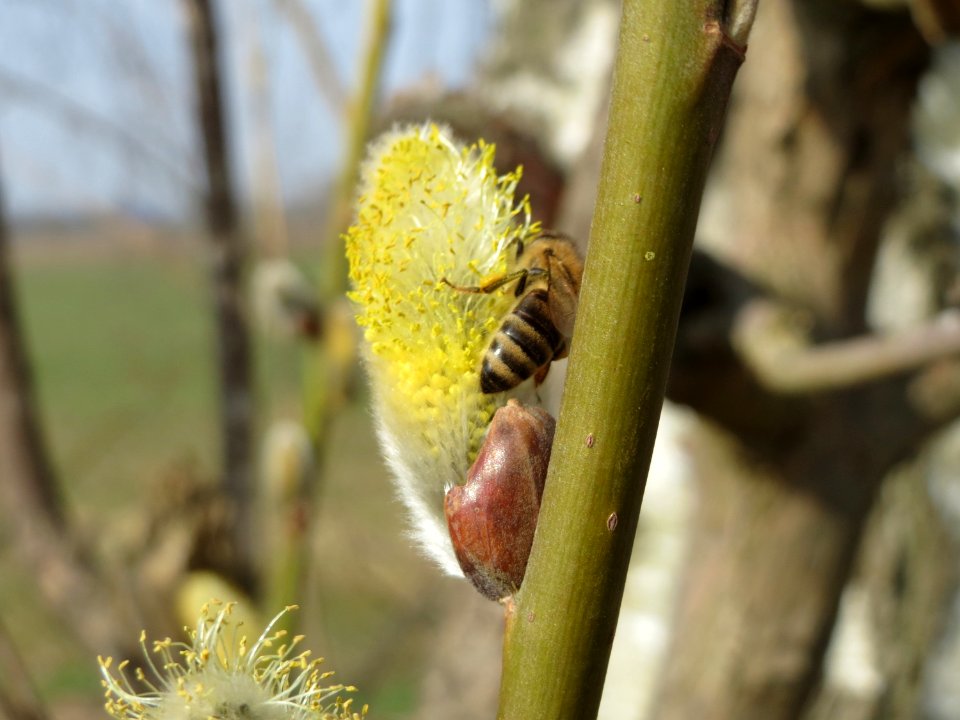 20150316Salix_caprea06