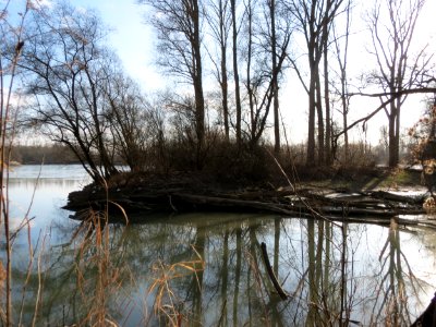 20150312Rheinwald_Altlussheim8