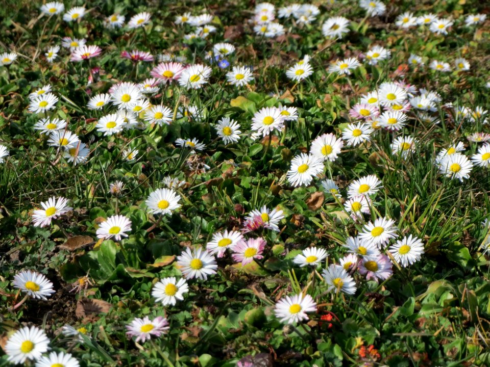 20150317Bellis_perennis1