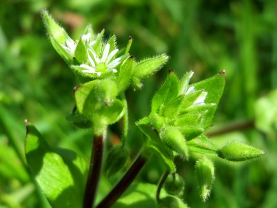 20150413Cerastium_fontanum1