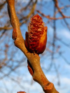 20150316Populus_x_canadensis2