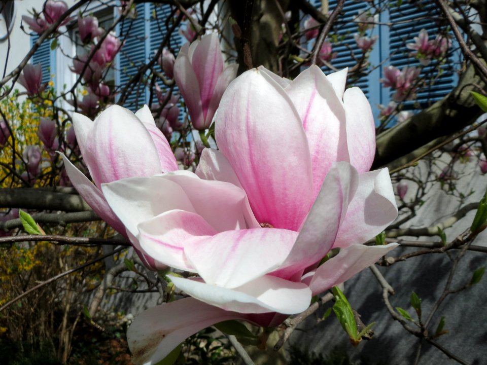 20150413Magnolia_x_soulangeana3