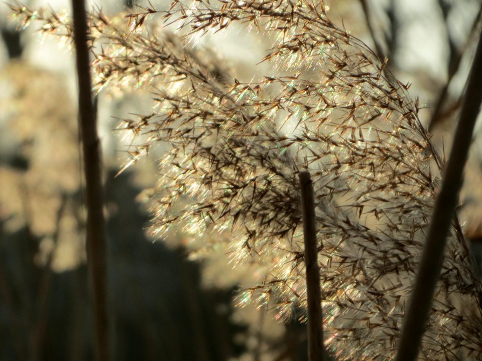 20150317Phragmites_australis2
