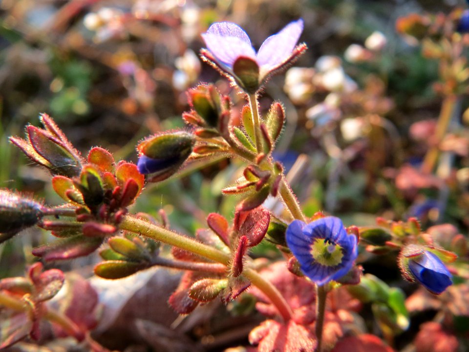 20150316Veronica_triphyllos1