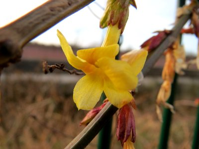 20150224Jasminum_nudiflorum2