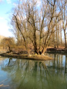 20150312Rheinwald_Altlussheim6