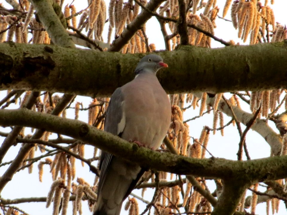 20150317Columba_palumbus photo