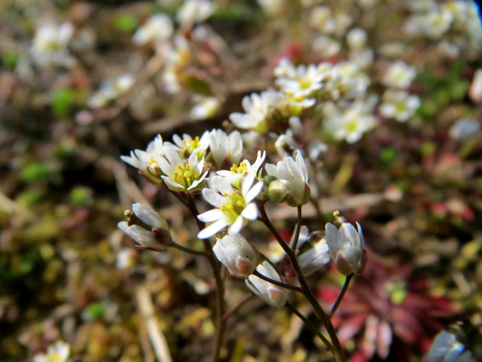 20150317Draba_verna3