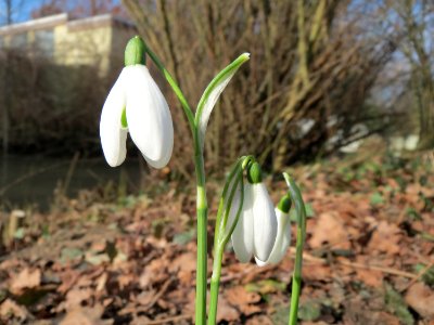 20150220Galanthus_nivalis1