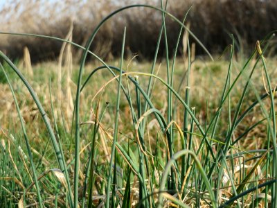 20150317Allium_schoenoprasum3
