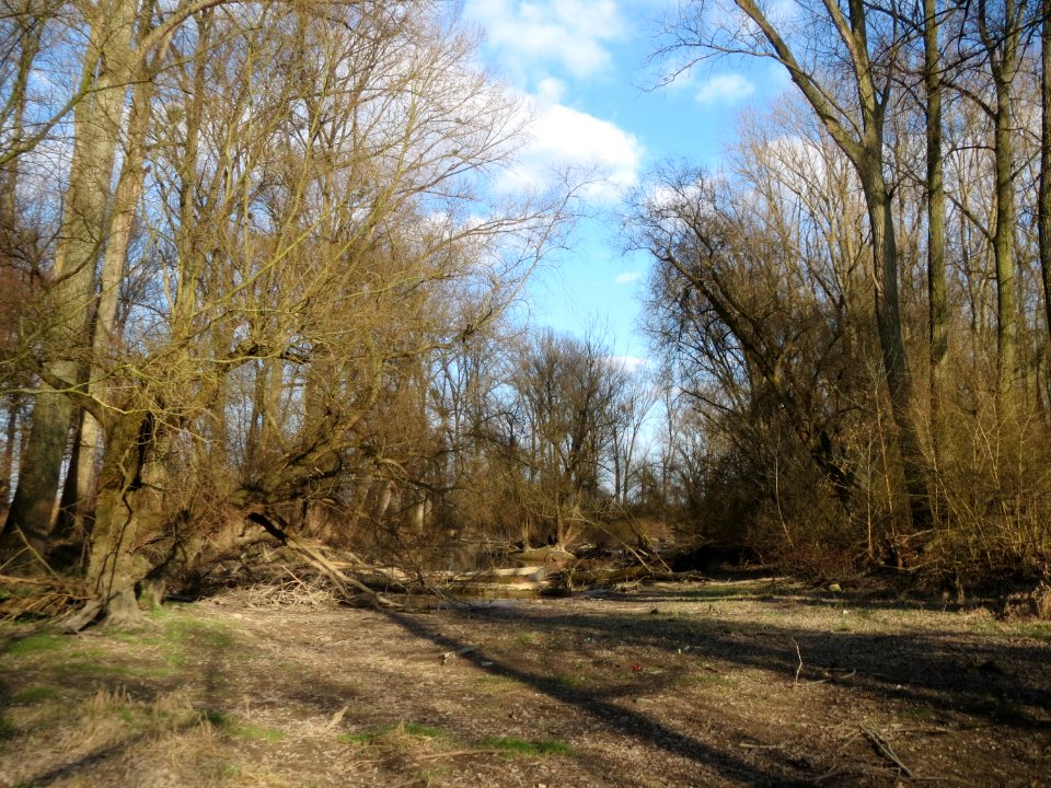 20150312Rheinwald_Altlussheim4