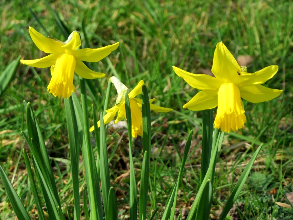 20150317Narcissus_pseudonarcissus3