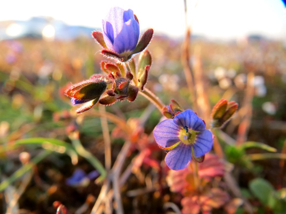 20150316Veronica_triphyllos3