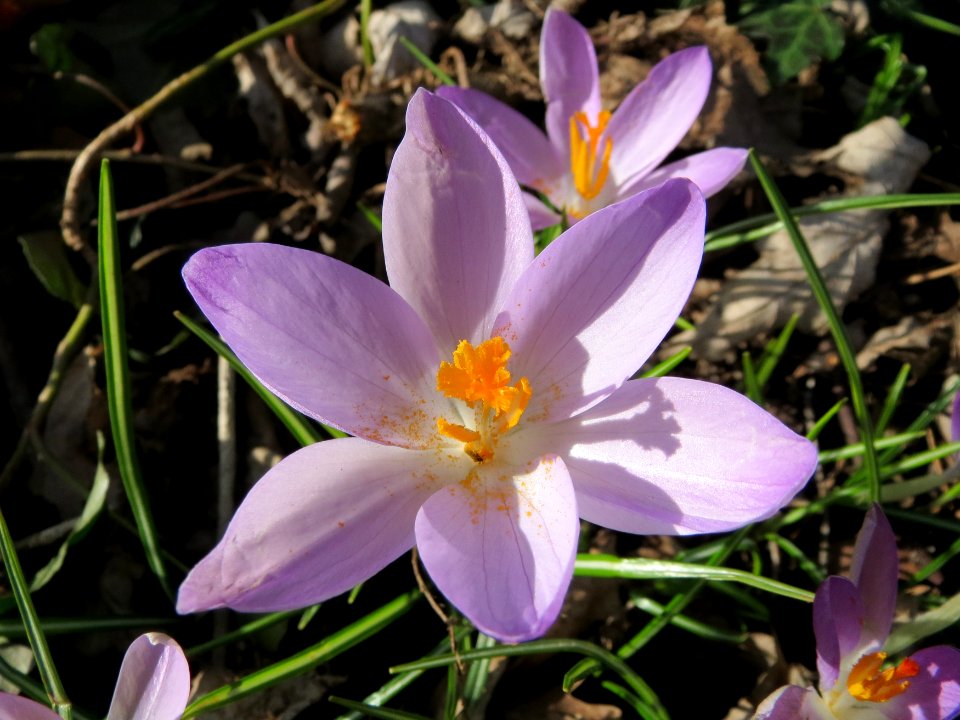 20150225Crocus_tommasinianus3
