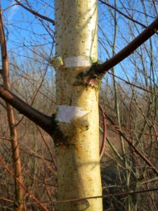 20150309Betula_pubescens6