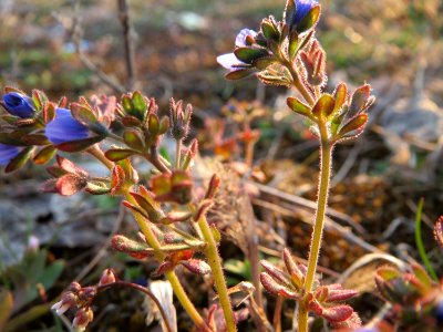 20150316Veronica_triphyllos2
