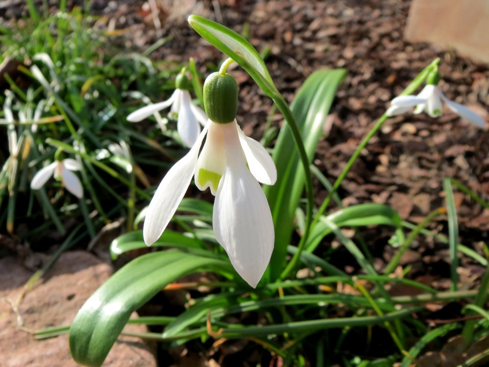 20150225Galanthus_woronowii2