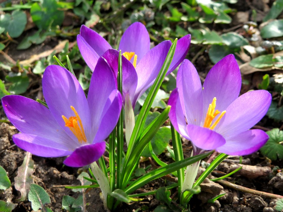 20150307Crocus_tommasinianus4