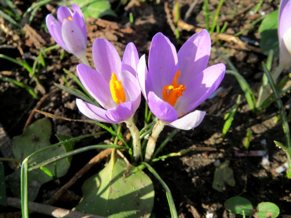 20150225Crocus_tommasinianus5