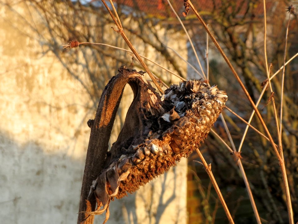 20150317Helianthus_annuus1