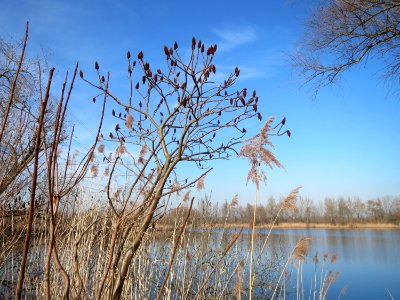 20150309Rhus_typhina1