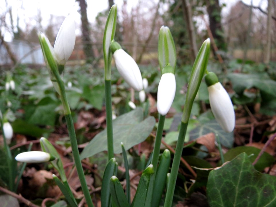 20150217Galanthus_nivalis2