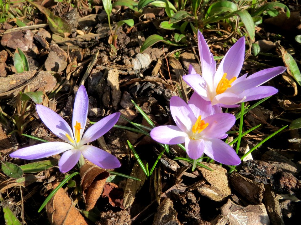 20150225Crocus_tommasinianus1