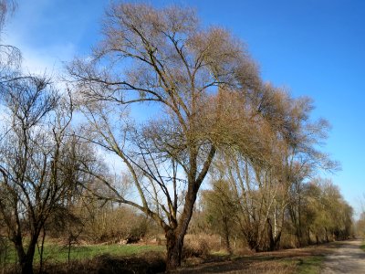 20150309Salix_alba2