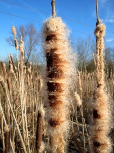 20150309Typha_latifolia8