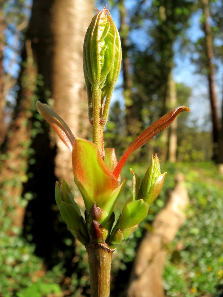 20150414Acer_pseudoplatanus2