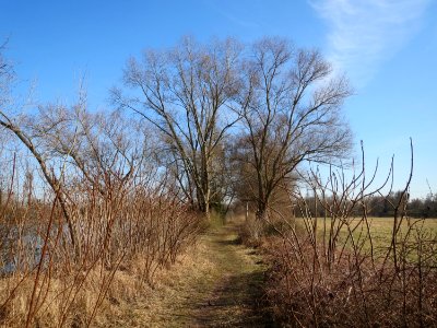 20150309Rhus_typhina2