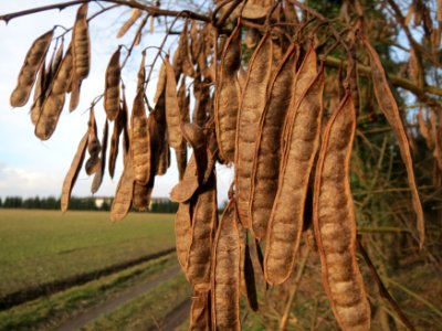20150225Robinia_pseudoacacia