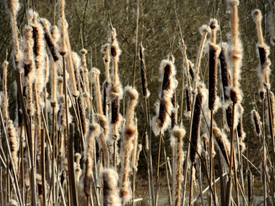 20150309Typha_latifolia1