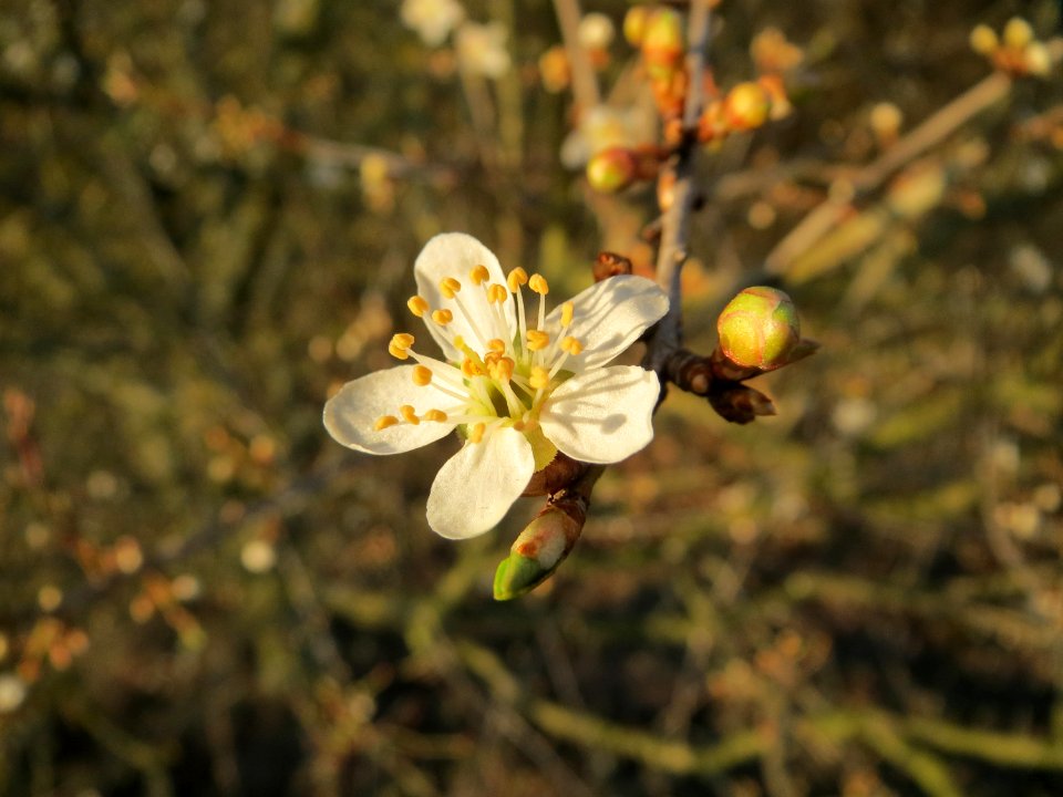 20150309Prunus_cerasifera1