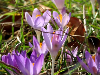 20150220Crocus_tommasinianus2
