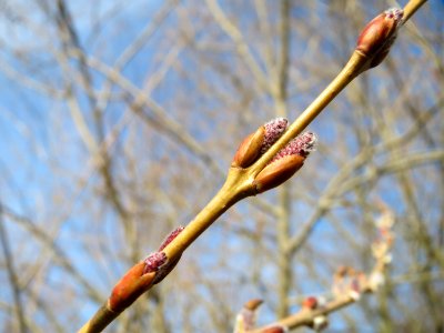 20150309Salix_purpurea2