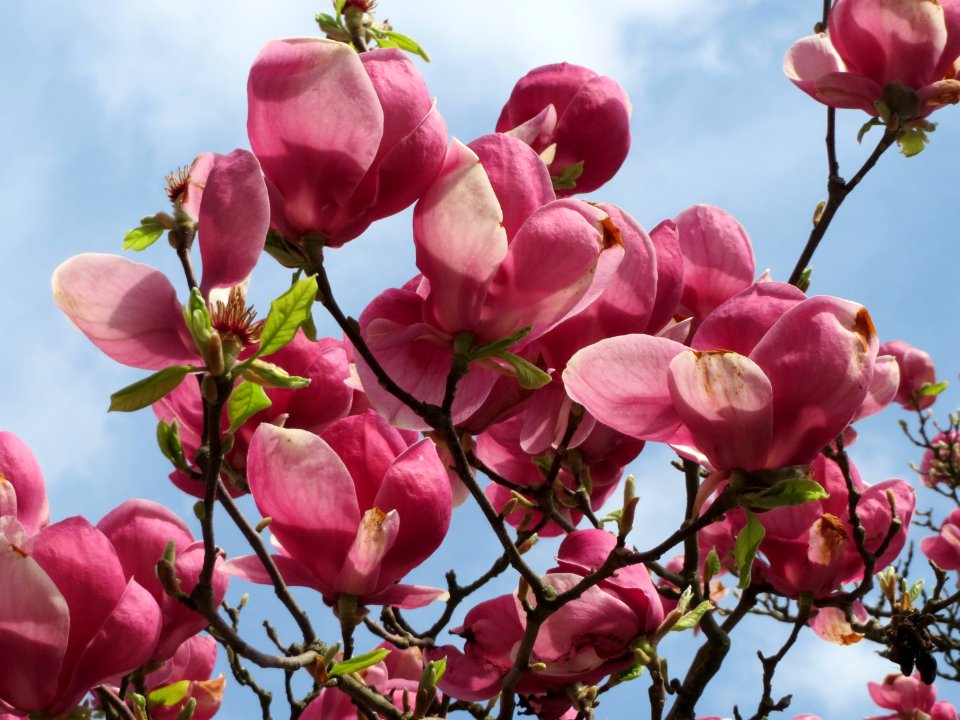 20150413Magnolia_x_soulangeana5 photo