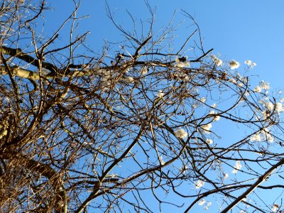 20150220Clematis_vitalba1